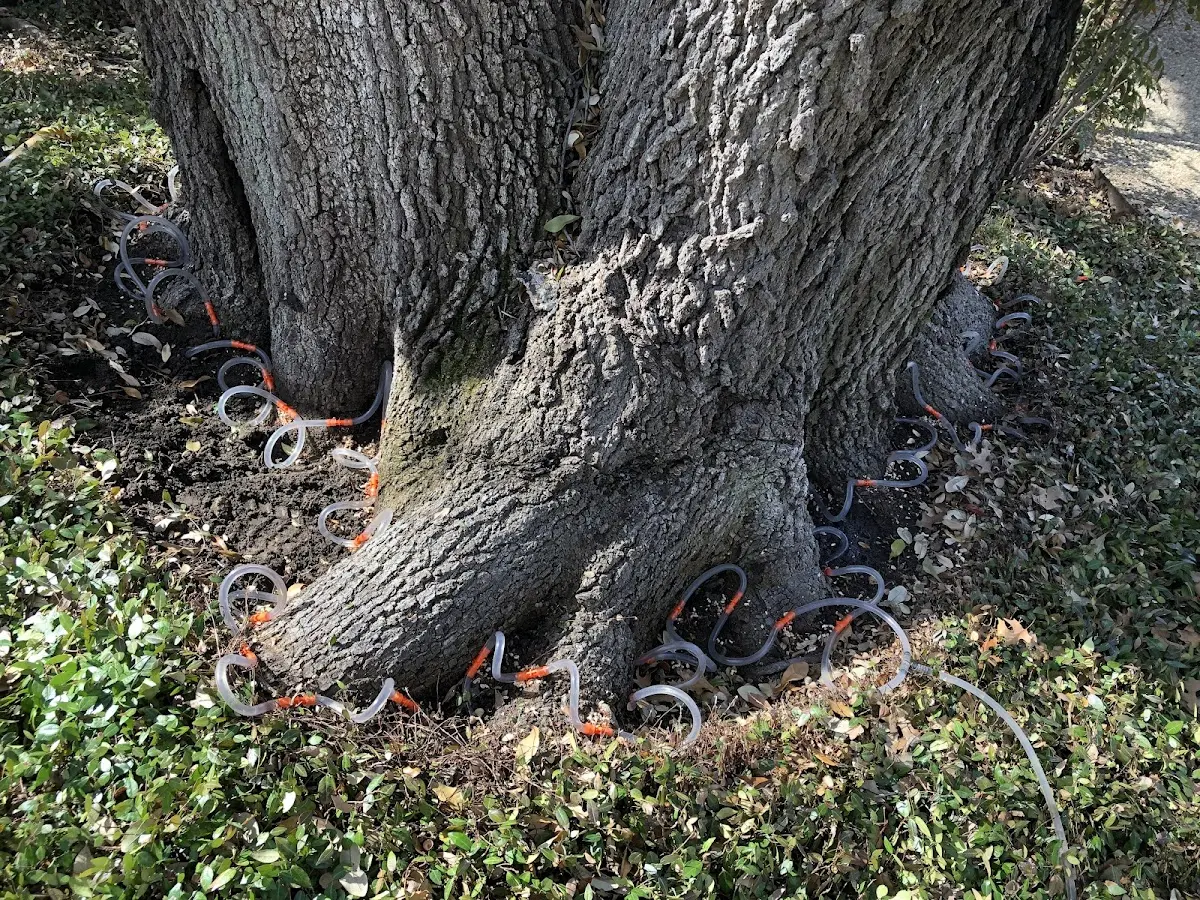 Detailed Tree Cabling and Bracing job site in Nellis Afb