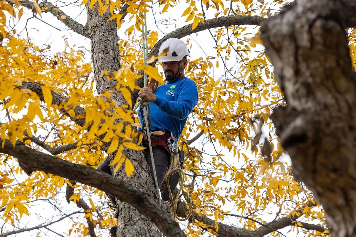 Skilled Storm Damage Cleanup crew working in Nellis Afb